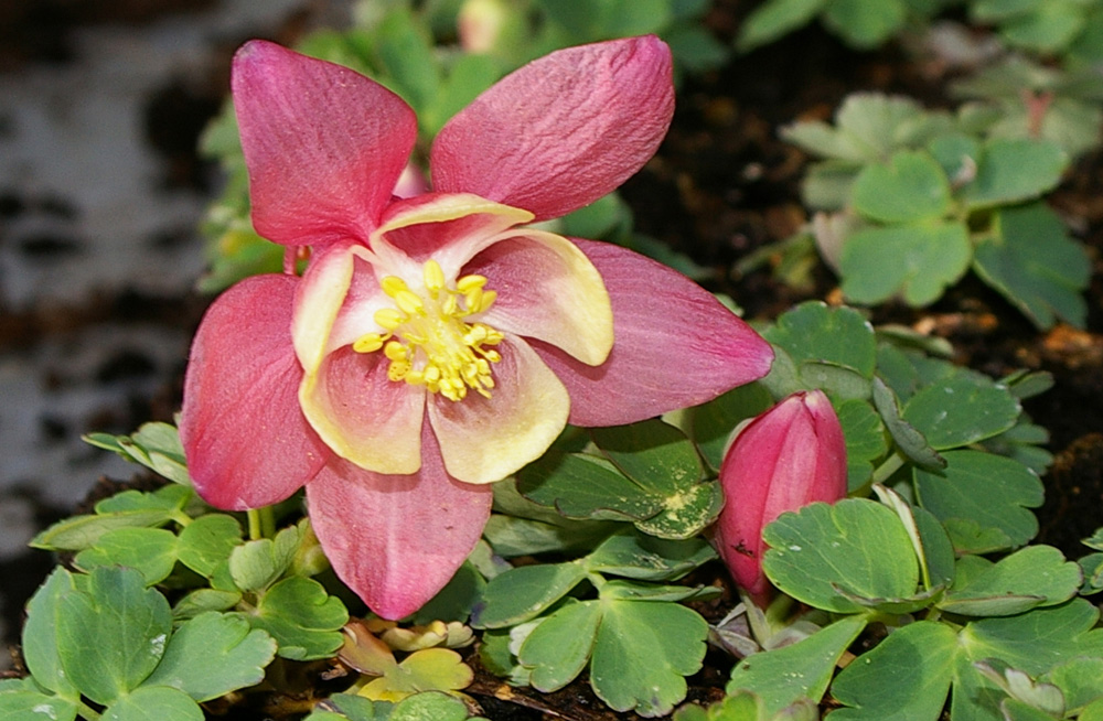 Aquilegia flabellata (specie coltivata)